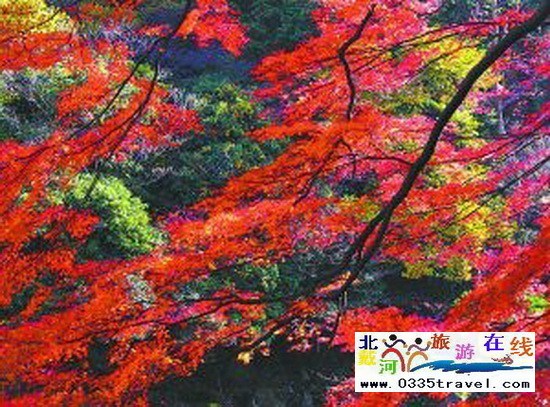 請父母旅游小貼士