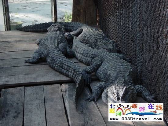 秦皇島野生動物園