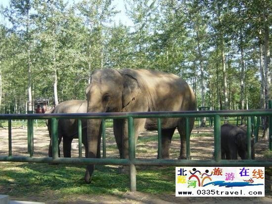 秦皇島野生動物園
