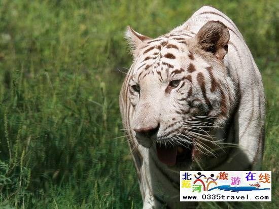 秦皇島野生動物園