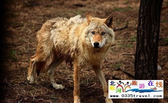秦皇島野生動物園