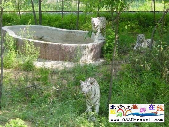 秦皇島野生動物園