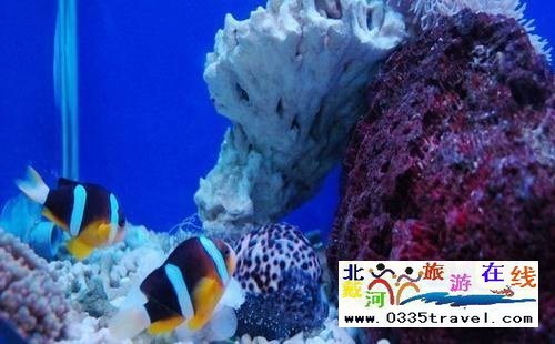 秦皇島新澳海底世界