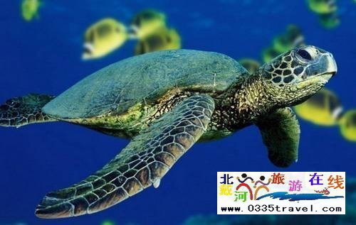 秦皇島新澳海底世界