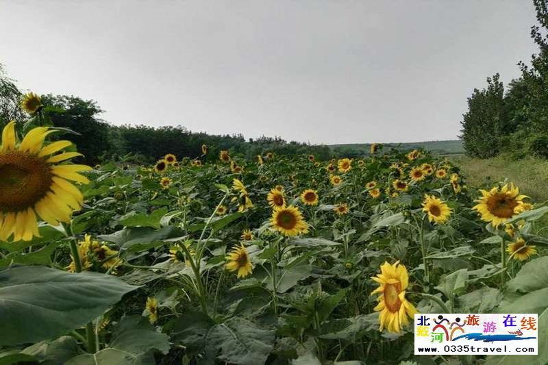 秦皇島盧龍棋盤山景區(qū)電話0335-3522588