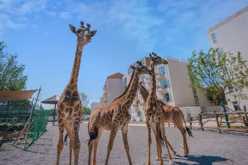 北戴河漁田小鎮(zhèn)七里海度假區(qū)-萬(wàn)得瀾度假酒店&七里宿集民宿 北戴河漁田小鎮(zhèn)七里海度假區(qū)-萬(wàn)得瀾度假酒店&七里宿集民宿